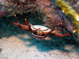 IMG 8914 Nimble Spray Crab